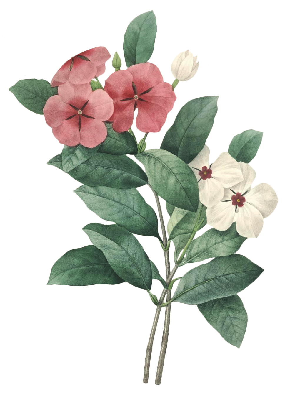 絢爛花語 高清花卉素材的藝術與應用