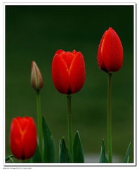 北京圃朗特園藝 科技賦能花卉產業，機械設備引領園藝新潮流